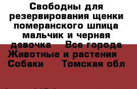 Свободны для резервирования щенки померанского шпица мальчик и черная девочка  - Все города Животные и растения » Собаки   . Томская обл.